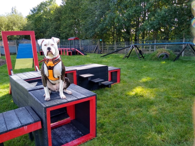 Dog adventure playground