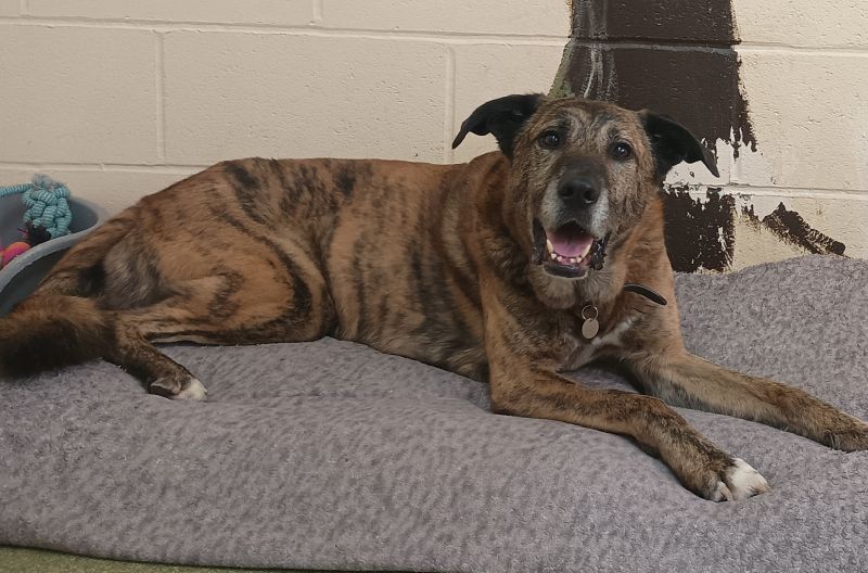 Camel, a 9 years old male Crossbreed available for adoption from Leicester Animal Aid in Leicestershire