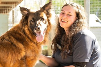 German Shepherd dog with LAA staff