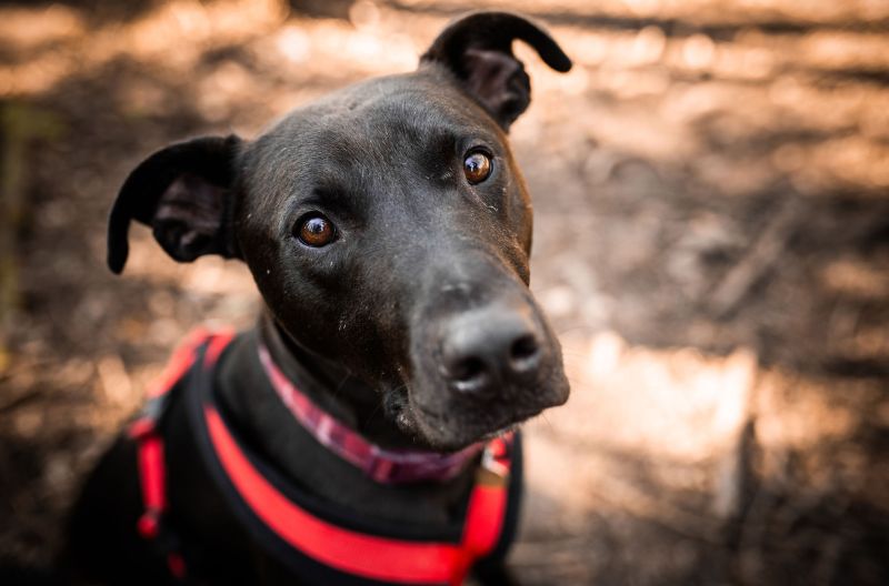 Captain, a 3 years old male Crossbreed available for adoption from Leicester Animal Aid in Leicestershire