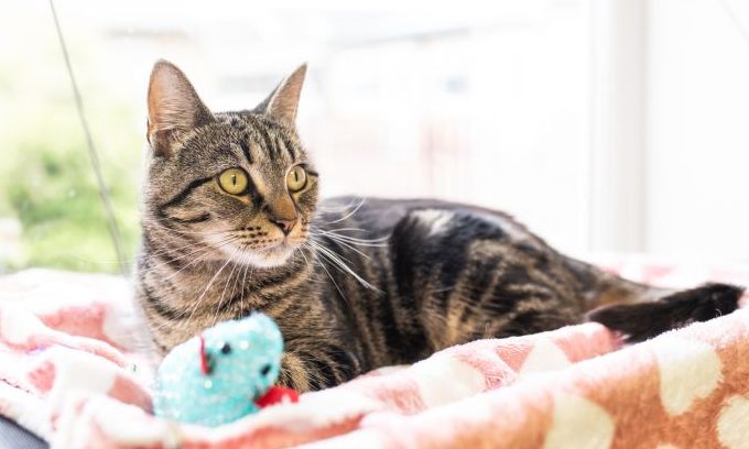 Tabby cat sitting in front of window with toy mouse