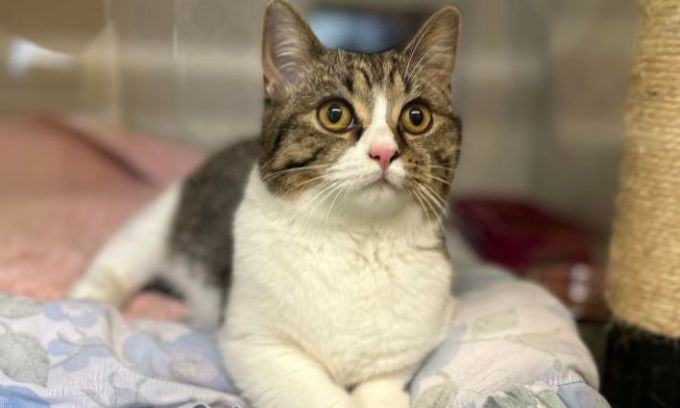 Tabby and white cat 
