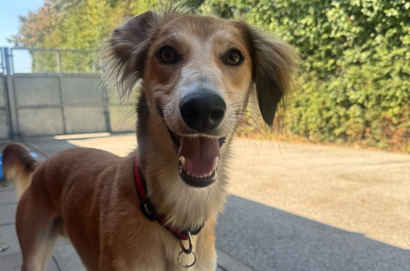 Falkor, a 2 years old male Saluki available for adoption from Leicester Animal Aid in Leicestershire