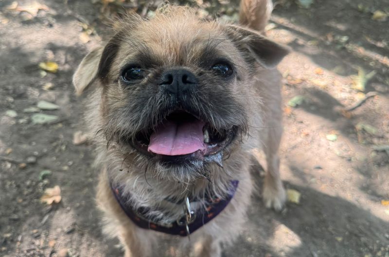 Buddy, a 3 years old male Pug X available for adoption from Leicester Animal Aid in Leicestershire