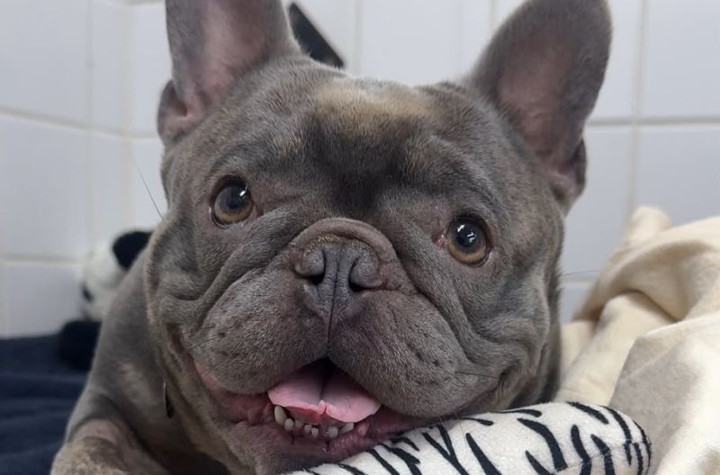 Todd, a 4 years old male French Bulldog available for adoption from Leicester Animal Aid in Leicestershire