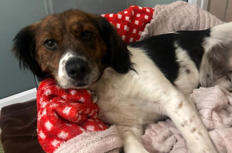 Nettle, a 2 years old female Crossbreed available for adoption from Leicester Animal Aid in Leicestershire