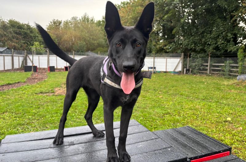 Mulan, a 9 months old female Belgian Malinois X available for adoption from Leicester Animal Aid in Leicestershire
