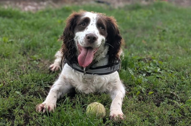 Nutmeg, a 5 years old female English Springer Spaniel available for adoption from Leicester Animal Aid in Leicestershire