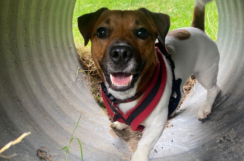 Jasper, a 2 years old male Jack Russell Terrier available for adoption from Leicester Animal Aid in Leicestershire