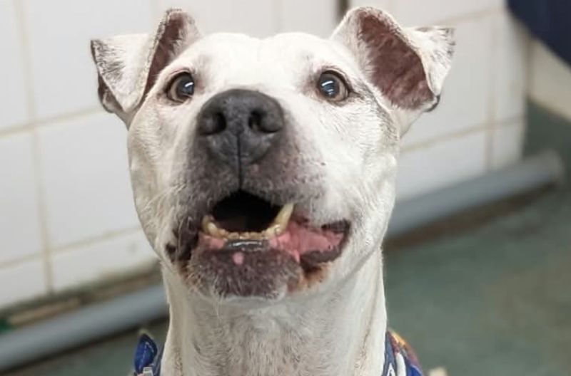 Beau, a 10 years old male Staffordshire Bull Terrier X available for adoption from Leicester Animal Aid in Leicestershire