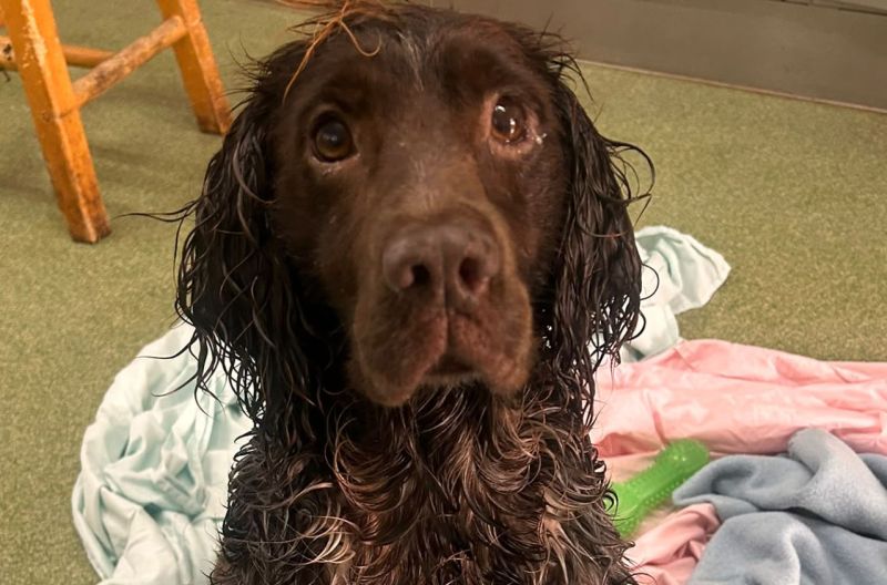Bonnie, a 9 years old female Cocker Spaniel X English Springer Spaniel available for adoption from Leicester Animal Aid in Leicestershire