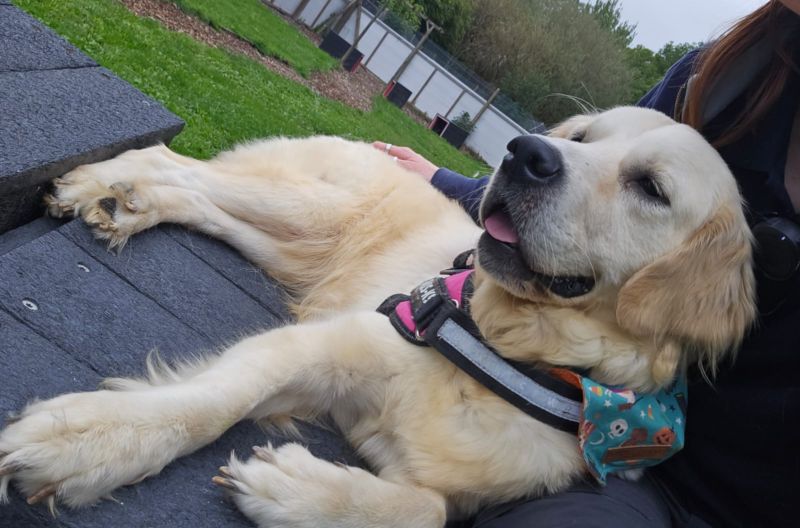 Maggie, a 4 years old female Golden Retriever available for adoption from Leicester Animal Aid in Leicestershire
