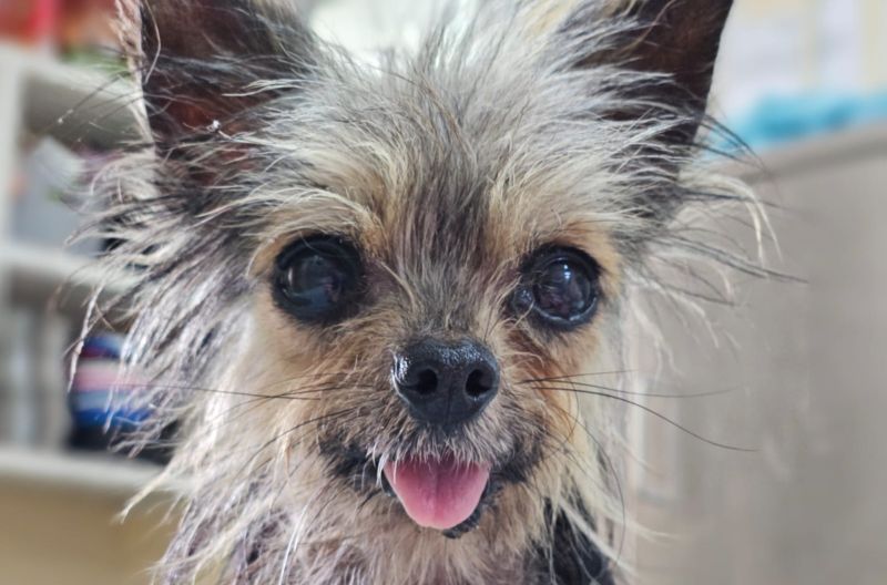 Tinkerbell, a 10 years old female Yorkshire Terrier X available for adoption from Leicester Animal Aid in Leicestershire