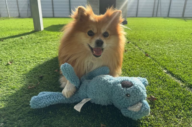 Mushu, a 2 years old male Pomeranian available for adoption from Leicester Animal Aid in Leicestershire